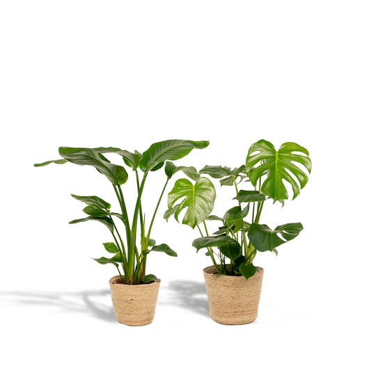 Strelitzia Nicolai & Monstera Deliciosa Zimmerpflanzen-Set mit Korb - Pflanzfix24