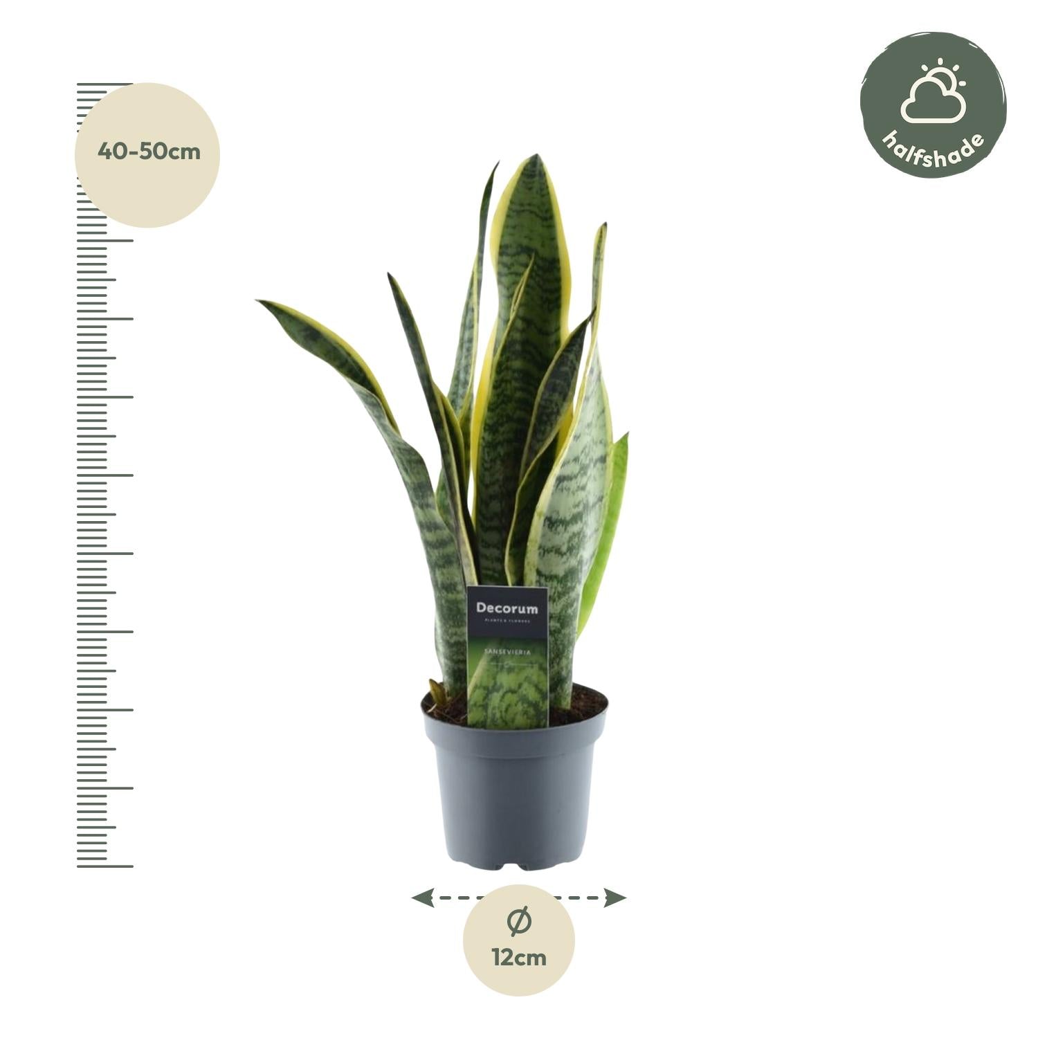 Sansevieria Laurentii Ø12cm 45cm – Bogenhanf | Pflanzfix24.de - Pflanzfix24.de