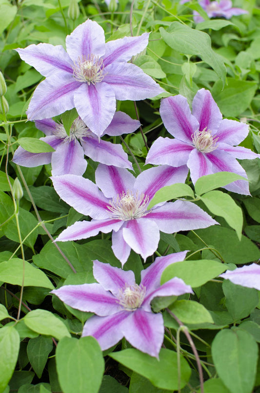 3x - Clematis Dr Ruppel - ↨65cm - Ø15 - Pflanzfix24