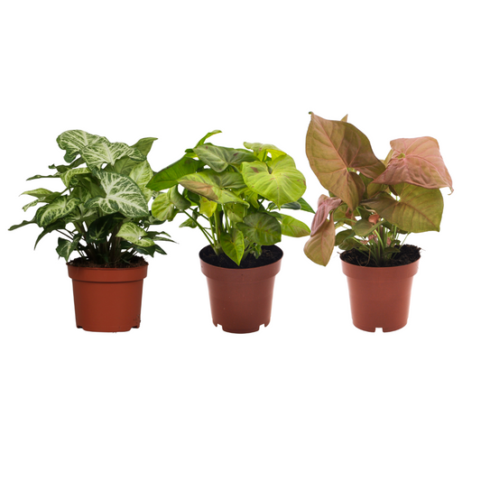 Syngonium Mix - 3er Set - Pflanzfix24