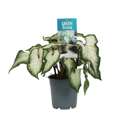 Caladium White Wonder - Ø12cm - ↕25cm von Pflanzfix24