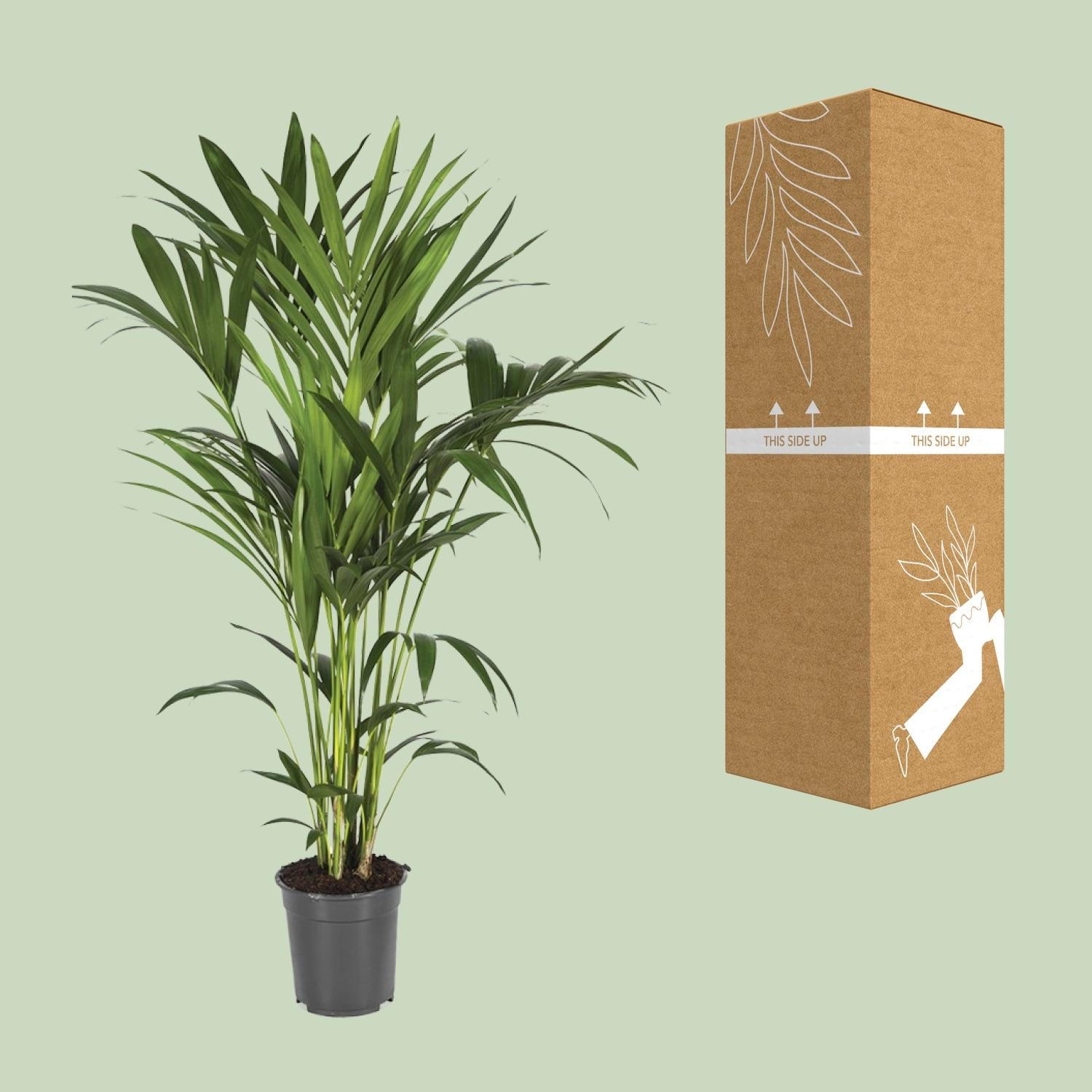 Kentia-Palme - Howea Forsteriana - Ø21cm - ↕120cm - Pflanzfix24.de - Pflanzfix24.de
