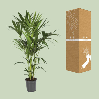 Kentia-Palme - Howea Forsteriana - Ø21cm - ↕120cm - Pflanzfix24.de - Pflanzfix24.de
