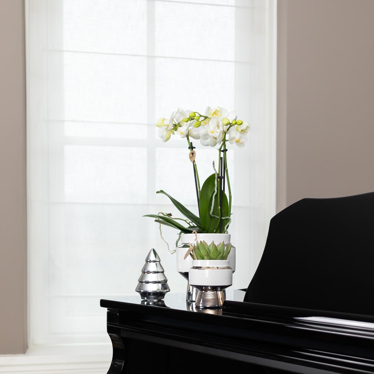 Kolibri Home Le Chic Blumentopf Weiß Ø6cm mit Silber – Keramik | Pflanzfix24.de - Pflanzfix24.de