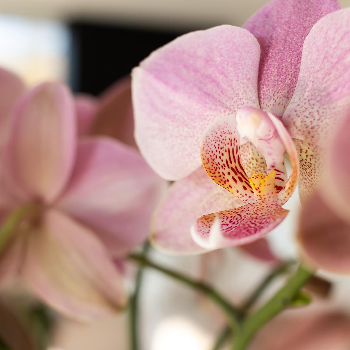Phalaenopsis Orchidee Jewel Treviso Altrosa Ø12cm – 4 Zweige | Pflanzfix24.de - Pflanzfix24.de