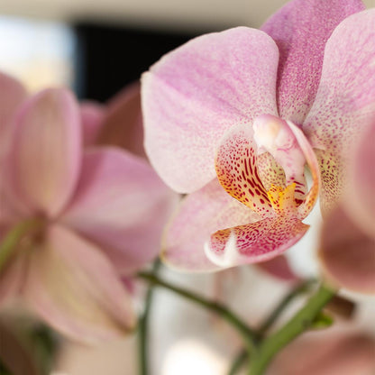 Phalaenopsis Orchidee Jewel Treviso Altrosa Ø12cm – 4 Zweige | Pflanzfix24.de - Pflanzfix24.de