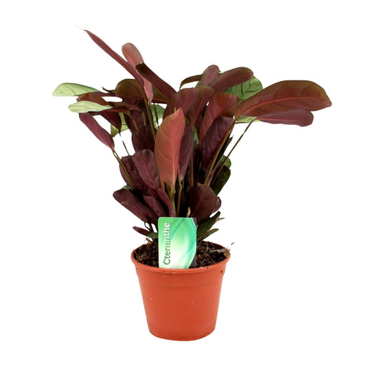 Ctenanthe Amagris - Ø14cm - ↕25cm - Pflanzfix24.de - Pflanzfix24.de