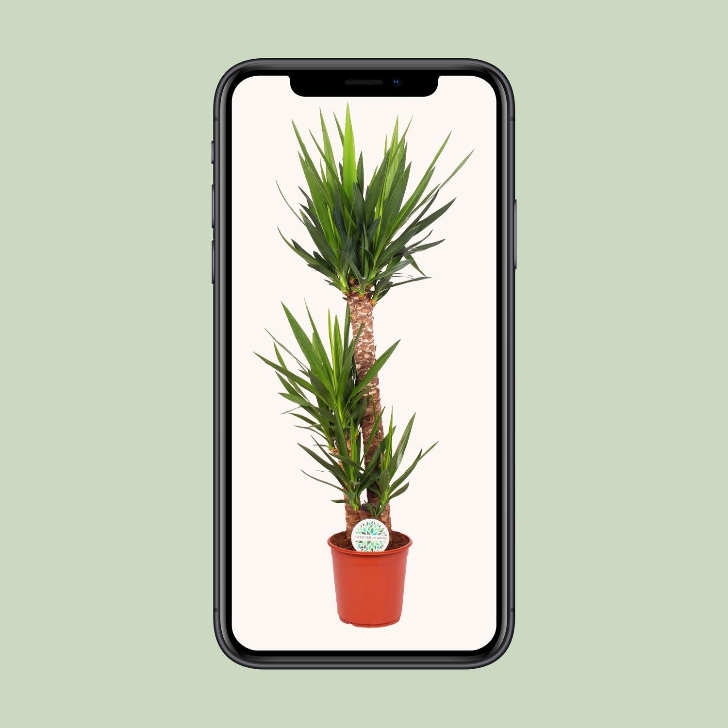 Yucca Elephantipes 125cm Ø24cm – Zimmerpflanze | Pflanzfix24.de - Pflanzfix24.de