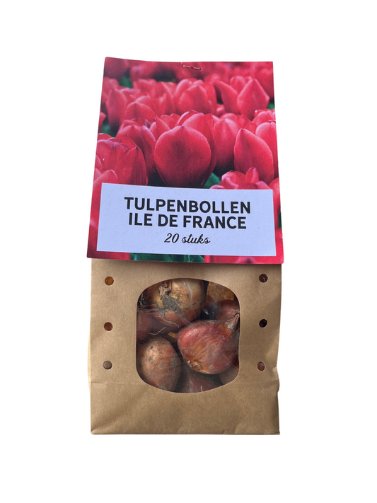 Tulpenbollen Ile de France - 20 Stuks - Pflanzfix24