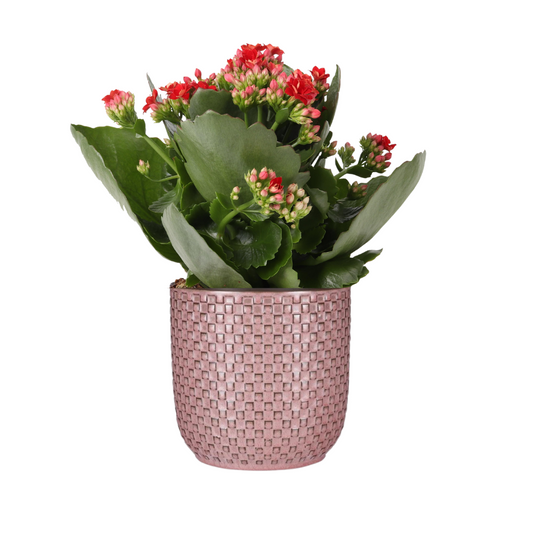 Kalanchoe Rosalina Don Justino Rot mit Topf | Pflanzfix24