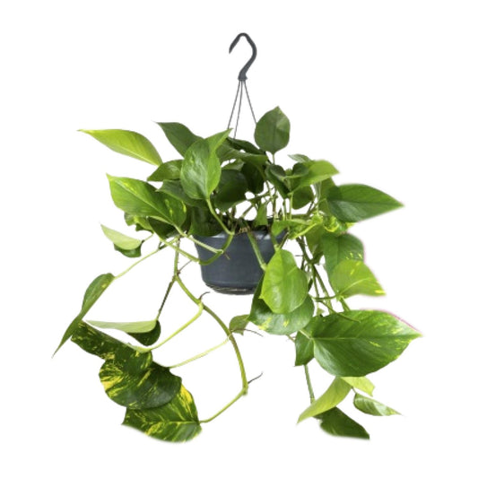 Epipremnum Aureum - Ø15cm - ↕25cm von Pflanzfix24.de - Pflanzfix24.de