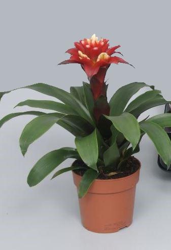 Guzmania Matilda - Ø12cm - ↕35cm bei Pflanzfix24