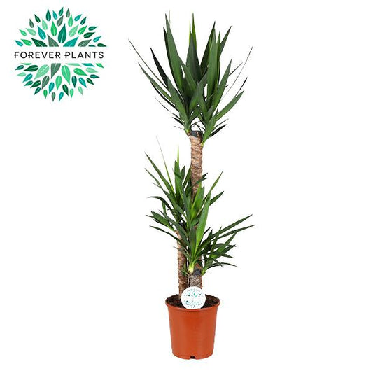 Yucca 125 cm - Ø24 cm - pflanzfix24