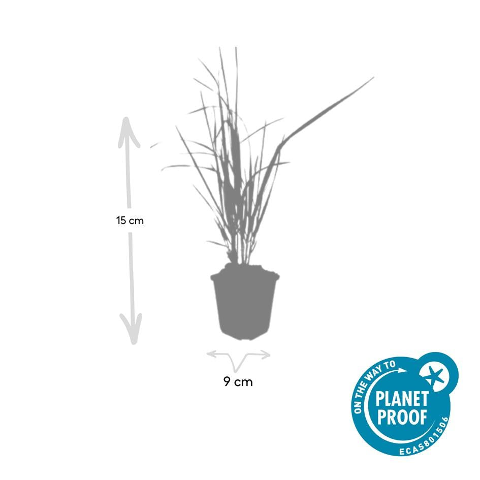 20x Calamagrostis acut. 'Karl Foerster' - ↕10-25cm - Ø9cm - Pflanzfix24