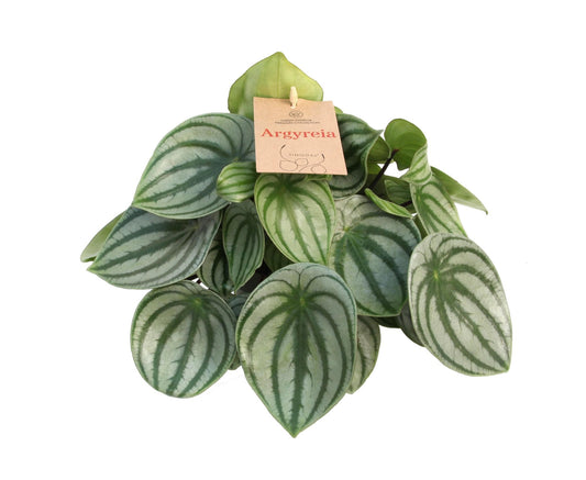 Peperomia Argyreia 14 Cm - Pflanzfix24