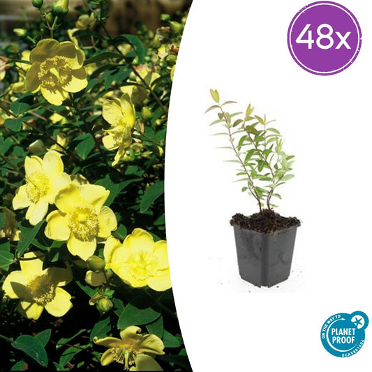 48x Hypericum 'Hidcote' - ↕10-25cm - Ø9cm - Pflanzfix24