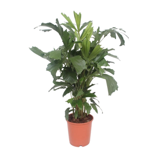 Caryota Mitis - Ø24cm - ↕110cm bei Pflanzfix24.de - Pflanzfix24.de