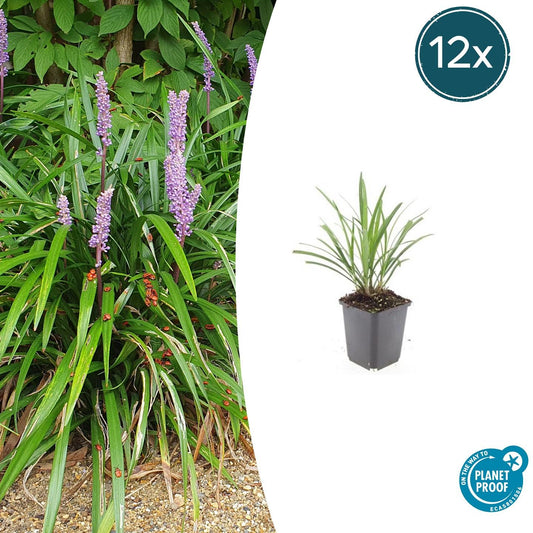 12x Liriope muscari 'Ingwersen' Bodendecker 10-25cm – Pflanzfix24.de - Pflanzfix24.de