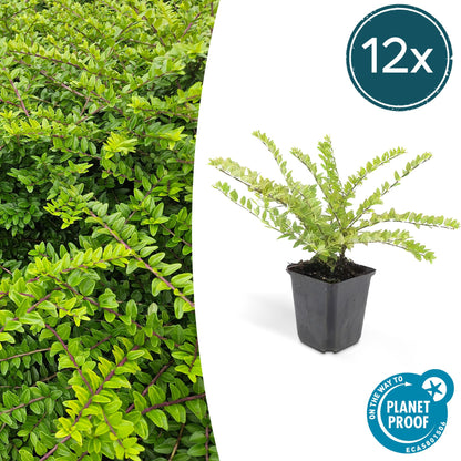 12x Lonicera nitida 'Maigrün' – Immergrüner Bodendecker & Heckenpflanze 10-25cm – Pflanzfix24.de - Pflanzfix24.de