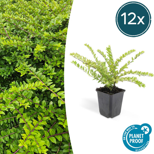 12x Lonicera nitida 'Maigrün' – Immergrüner Bodendecker & Heckenpflanze 10-25cm – Pflanzfix24.de - Pflanzfix24.de