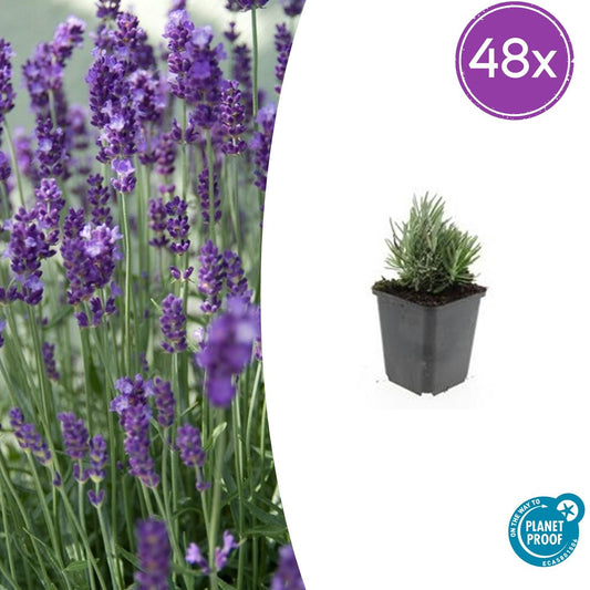 48x Lavandula ang. 'Dwarf Blue' - ↕10-25cm - Ø9cm - Pflanzfix24