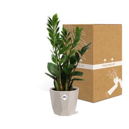Zamioculcas - Hoogte 45-50 in ELHO b.for rock 14 cm warm grey by Pflanzfix24