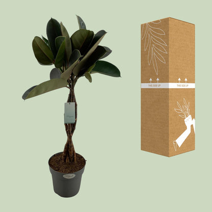 Ficus Elastica Burgundy - Ø24cm - ↕100cm - Pflanzfix24