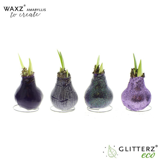 Amaryllis Waxz To Create Purple - 4 stuks - Ø7 cm - ↕15 cm - Pflanzfix24
