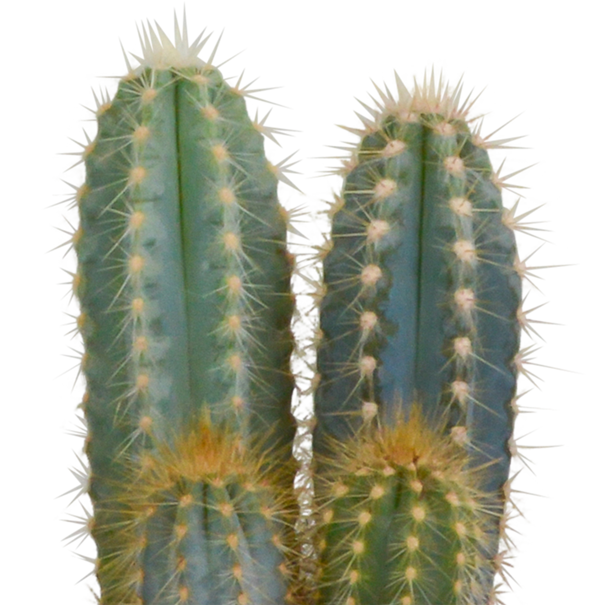 Kakteenmischung 10,5 cm - 3x - in witte pot - Pflanzfix24.de - Pflanzfix24.de