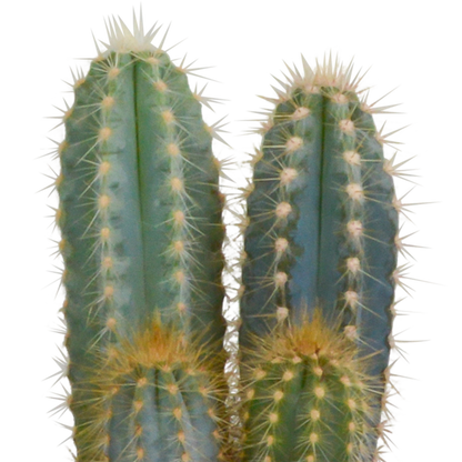 Kakteenmischung 10,5 cm - 3x - in witte pot - Pflanzfix24.de - Pflanzfix24.de