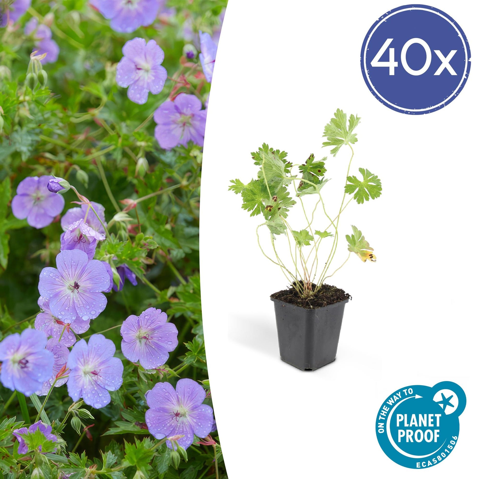 40x Geranium Rozanne - Pflanzfix24.de - Pflanzfix24.de