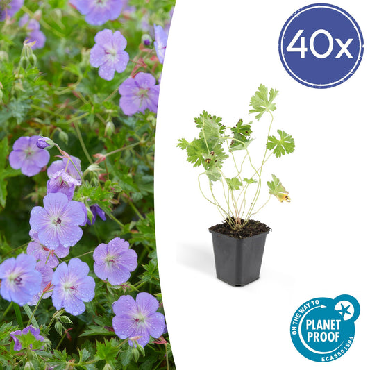 40x Geranium Rozanne - Pflanzfix24.de - Pflanzfix24.de