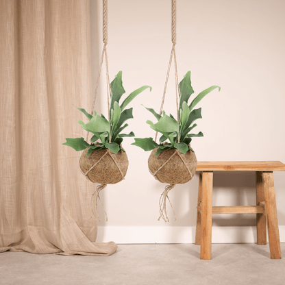 2x Kokodama Platycerium Hang - Hirschhornfarn - 35cm - ø15 - Pflanzfix24