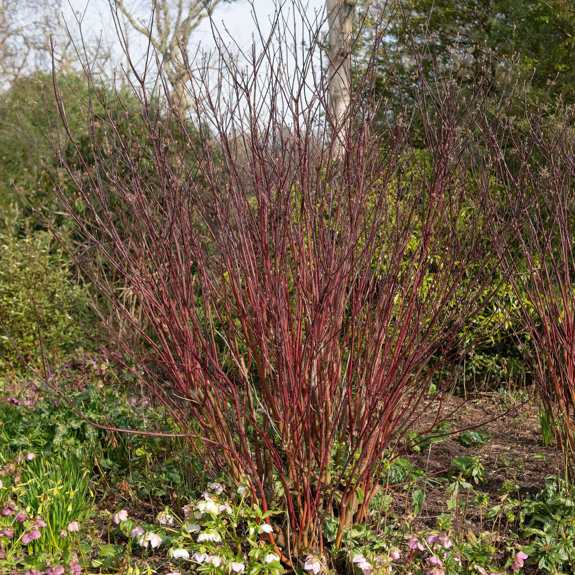 Cornus alba Kesselringii - Violette Zweige - 1 Pflanze - Topf 17cm - Pflanzfix24.de - Pflanzfix24.de