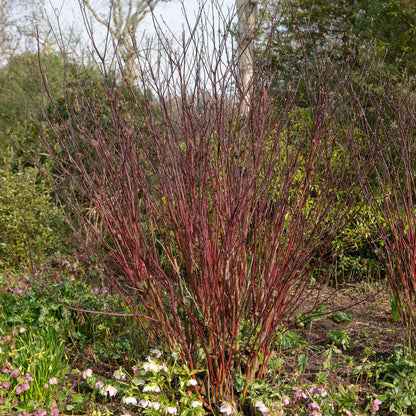 Cornus alba Kesselringii - Violette Zweige - 1 Pflanze - Topf 17cm - Pflanzfix24.de - Pflanzfix24.de