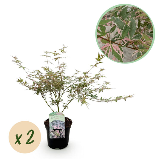 Pflanzfix24.de - Japanischer Ahorn - Acer palmatum Iyoshi - Rosa - 2 Pflanzen - Topf 19cm - Pflanzfix24.de