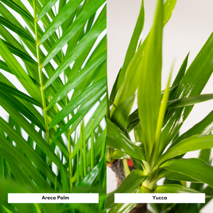 Areca & Yucca Zimmerpflanzen Set - 130cm & 100cm - Pflanzfix24