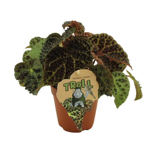 Begonia Rex Ferox - Ø12 ↕25 bei Pflanzfix24