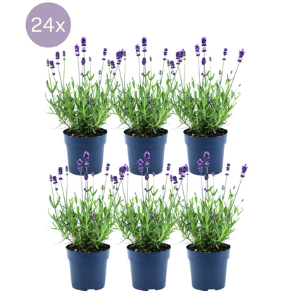 Lavandula angustifolia Felice® 24er-Set 12 cm Topf – Pflanzfix24.de - Pflanzfix24.de