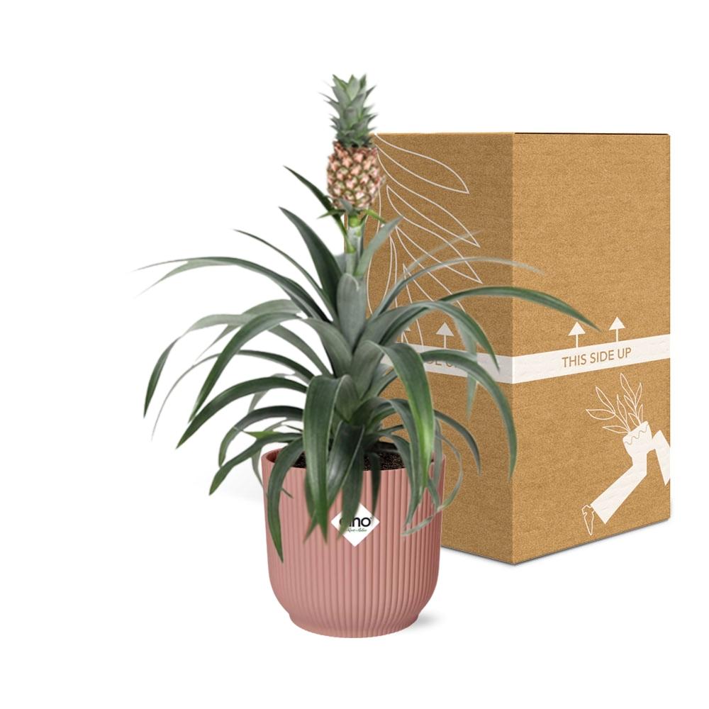 Ananas Mi Amigo Zimmerpflanze 14cm im ELHO Vibes Fold Topf | Pflanzfix24