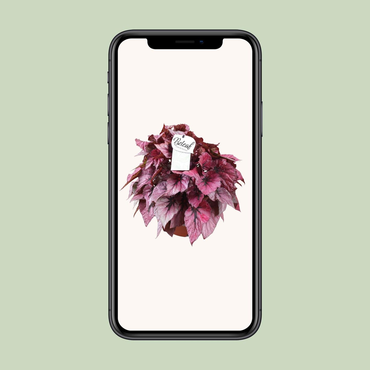 Begonia Beleaf Indian Summer - Ø17cm - ↕32cm - Pflanzfix24