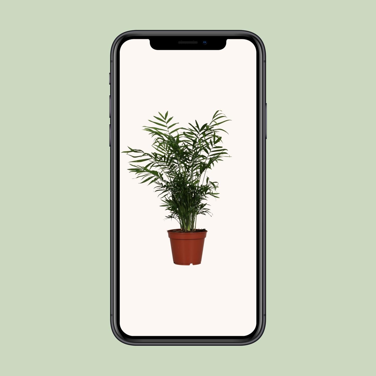 Chamaedorea Elegans - Ø17cm - ↕55cm - Pflanzfix24.de - Pflanzfix24.de