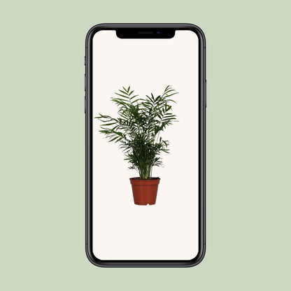 Chamaedorea Elegans - Ø17cm - ↕55cm - Pflanzfix24.de - Pflanzfix24.de