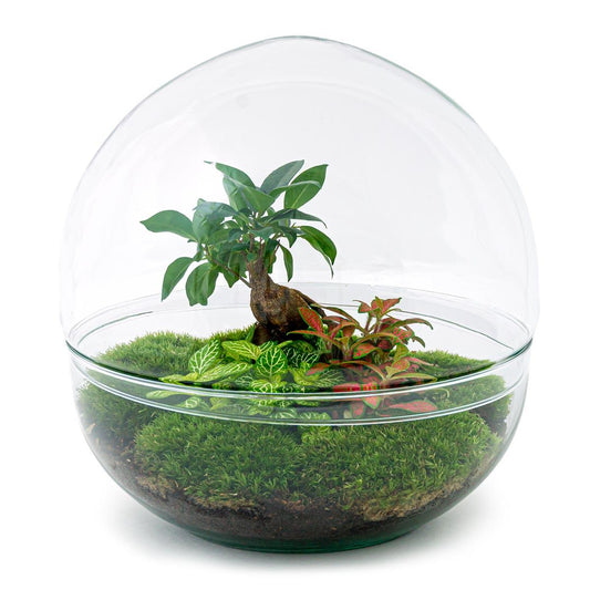 Flaschengarten - Dome XL - Ficus Ginseng Bonsai - Pflanzfix24