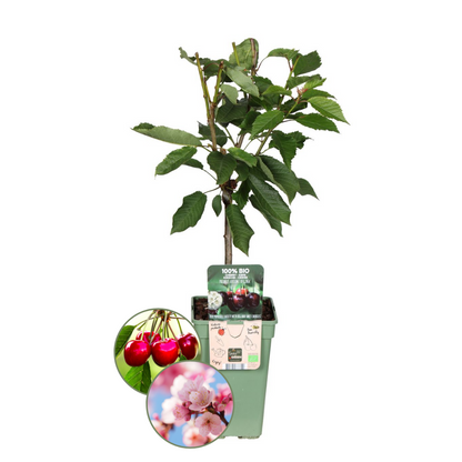 Bio-Kirschbaum - Prunus Avium - 1 x Ø 20 cm - ↨ 60 cm - Pflanzfix24.de - Pflanzfix24.de