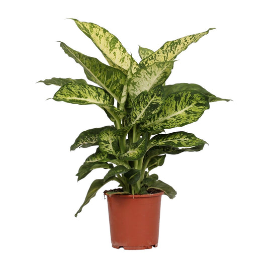 Dieffenbachia Mars - Ø17cm - ↕50cm - Pflanzfix24.de - Pflanzfix24.de