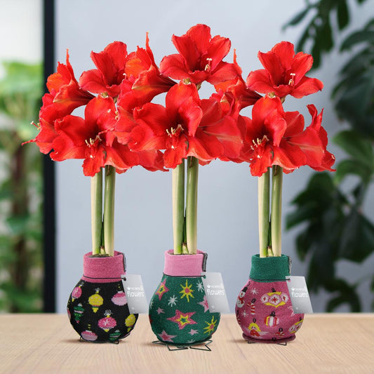 No Water Flowers® (wax amaryllis) | Fashionz Patternz Disco Mix (3 pack) + Red flower - Pflanzfix24