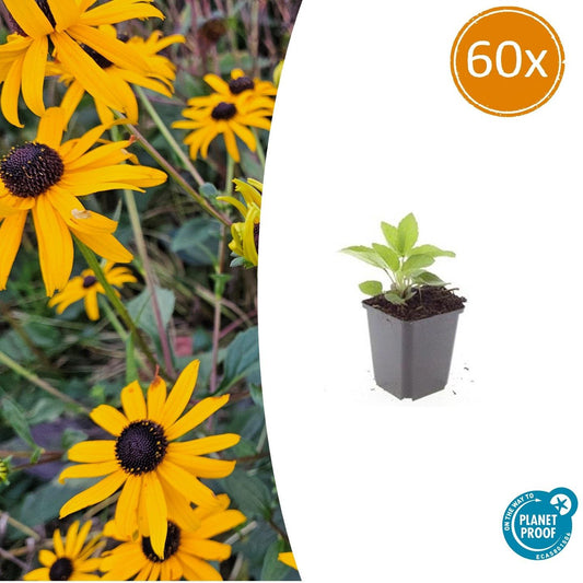 60x Rudbeckia fulgida 'Goldsturm' - Pflanzfix24.de - Pflanzfix24.de