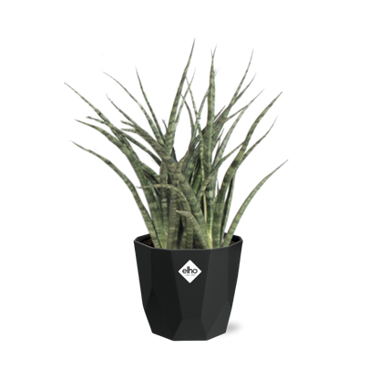 Sansevieria Fernwood Punk 14cm Pflanzfix24