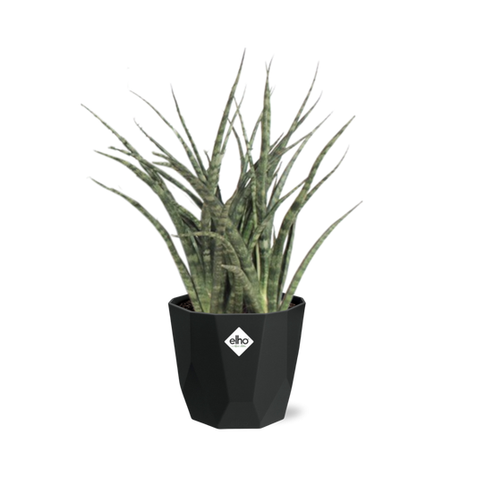 Sansevieria Fernwood Punk 14cm Pflanzfix24